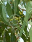 Eucalyptus granitica