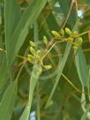 Eucalyptus granitica