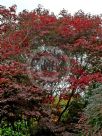 Acer palmatum Sumi-nagashi