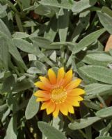 Gazania rigens leucolaena