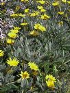 Gazania rigens leucolaena