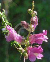 Antirrhinum majus tortuosum