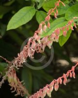 Gasteria acinacifolia