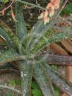 Gasteria acinacifolia