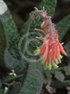 Gasteria brachyphylla