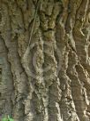 Nolina longifolia