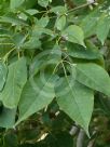 Handroanthus heptaphyllus