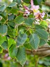 Handroanthus heptaphyllus