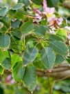 Handroanthus heptaphyllus