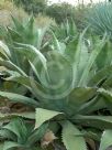 Agave salmiana ferox