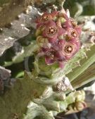 Caralluma europaea