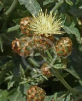 Centaurea tauromenitana