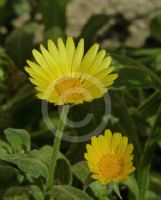 Calendula incana maritima