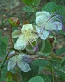 Capparis orientalis