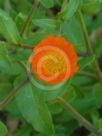 Calendula suffruticosa fulgida