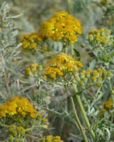 Jacobaea maritima bicolor