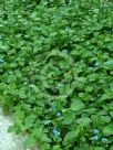 Commelina communis