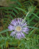 Galactites tomentosus