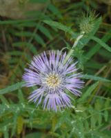 Galactites tomentosa