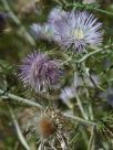 Galactites tomentosus