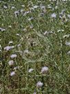 Galactites tomentosus
