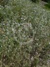 Galactites tomentosus