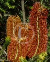 Banksia ericifolia macrantha