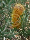 Banksia spinulosa neoanglica