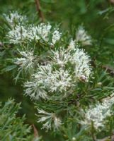 Hakea varia