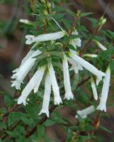 Epacris sparsa