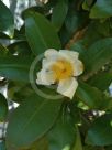 Gordonia yunnanensis