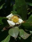 Gordonia yunnanensis