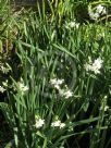 Narcissus Division 8 Grand Primo