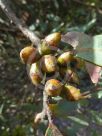 Eucalyptus famelica