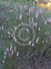 Hakea invaginata