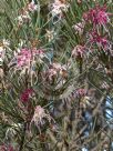 Hakea verrucosa