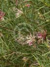 Hakea verrucosa