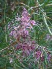 Hakea verrucosa