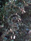 Correa Ivory Bells