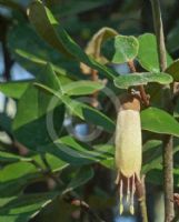 Correa lawrenceana grampiana