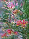 Grevillea Fireworks