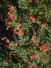 Grevillea Fireworks