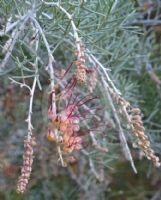 Grevillea Flame 'n Beauty