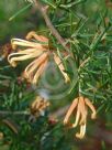 Grevillea juniperina villosa