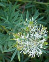 Grevillea manglesii ornithopoda