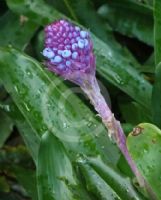 Aechmea cylindrata Blue Cone