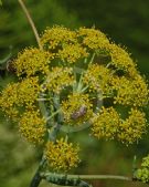 Ferula communis glauca