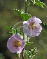 Anisodontea Pink Star