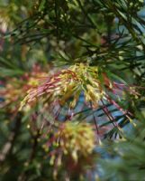 Grevillea Winpara Gold