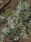 Grevillea vestita isopogoides